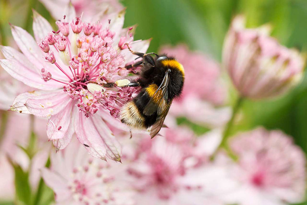 perennial flowers