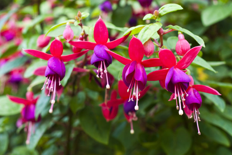 fuchsia