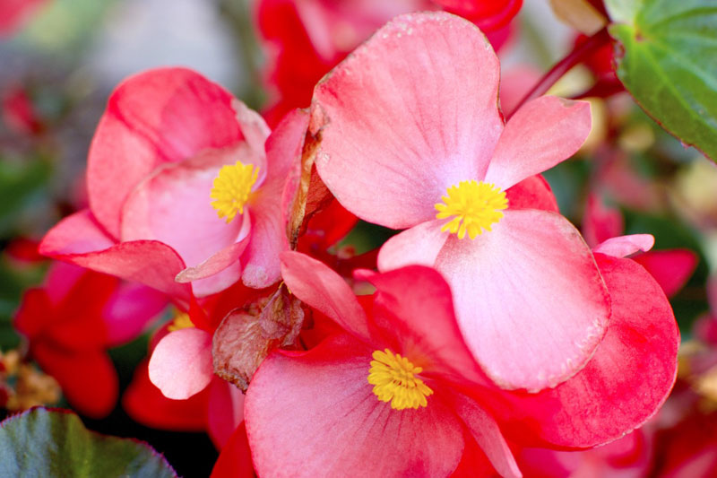 begonia