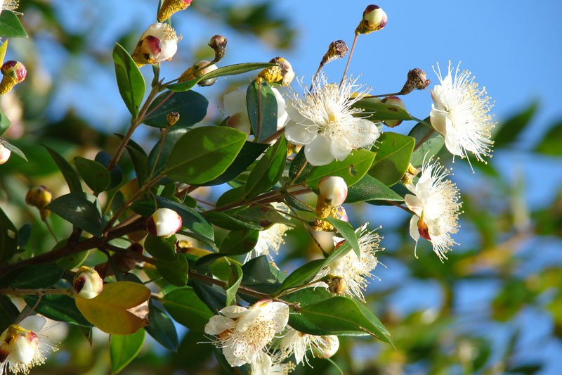 myrtle