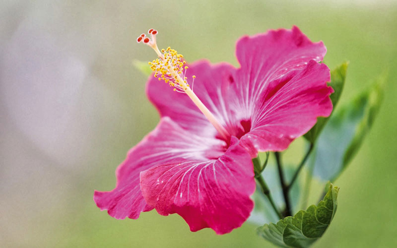 hibiscus