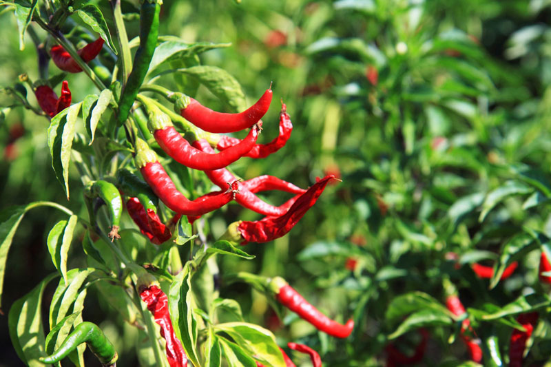 hot peppers