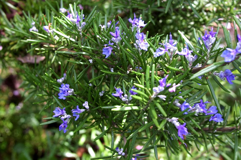 rosemary