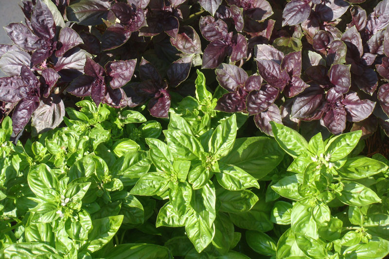 basil plants